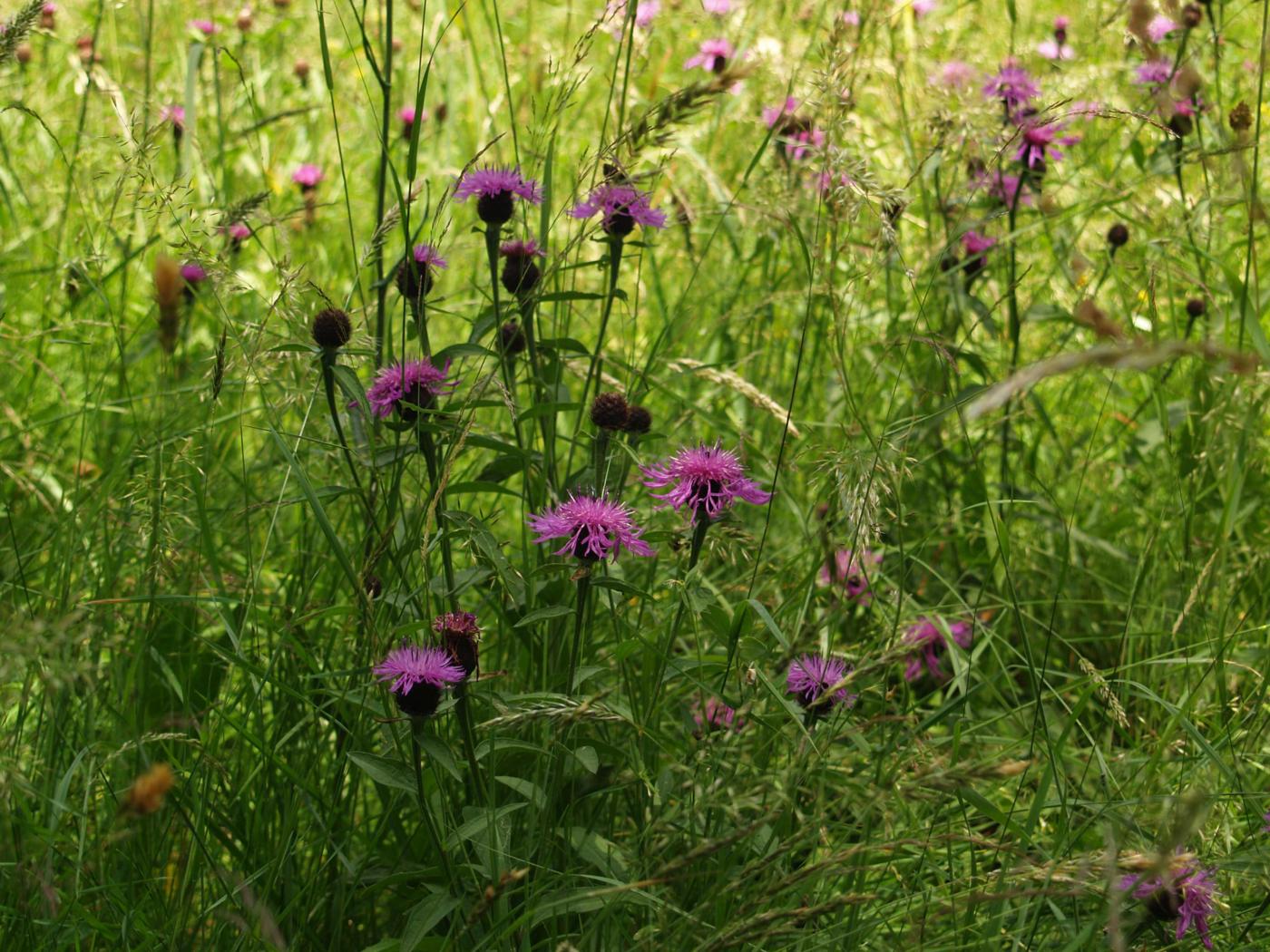 Knapweed [large-flowered] plant